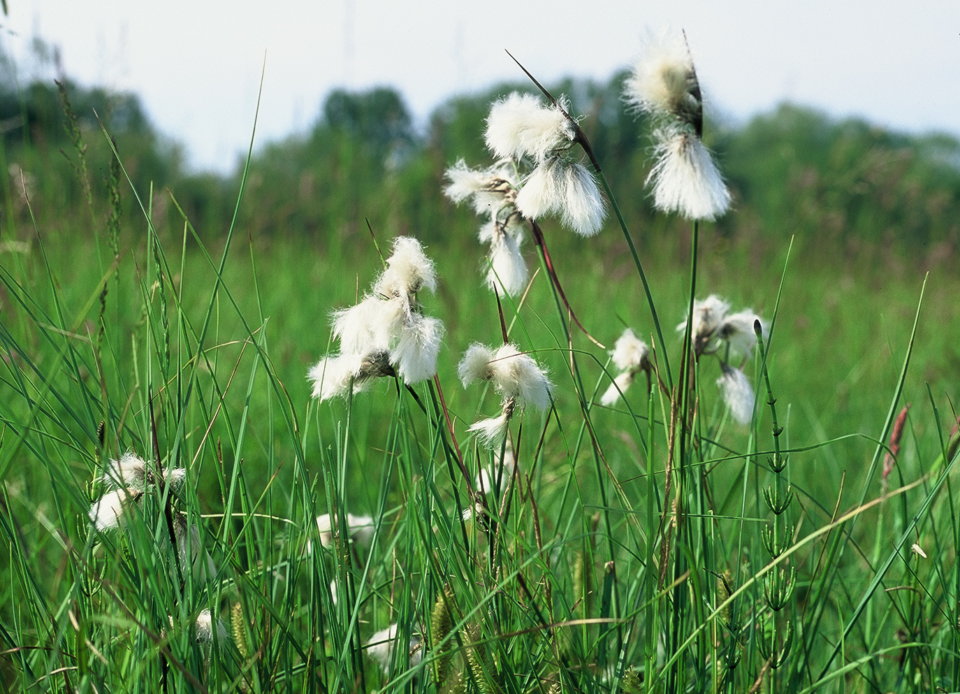 Schmalblättriges Wollgras Eriophorum Angustifolium Ohnes And Schwahn